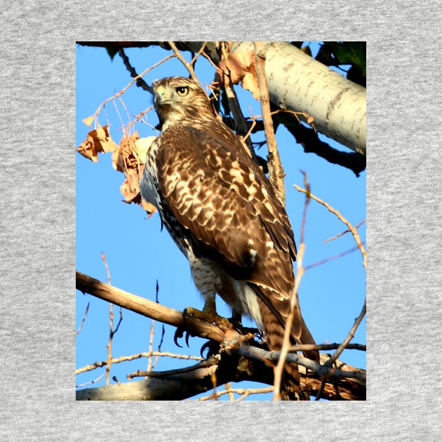 Red Tailed Hawk in Tree by Scubagirlamy